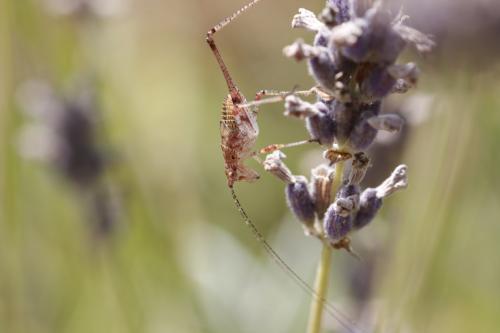 Phaneroptera sp.